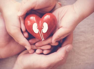 Child and adult hands holding read heart with kidneys painted on