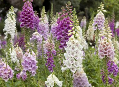 Foxglove flowers in a field- pediatric brain tumor, medulloblastoma, clinical trial with drug from plant.