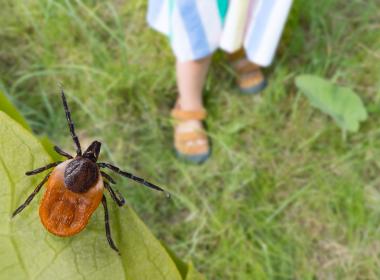 Child walking on grass, close-up of deer tick on leaf