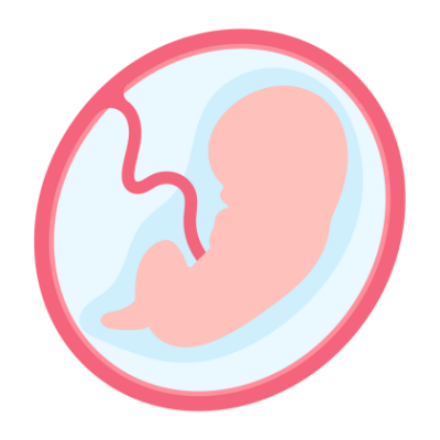 illustration of fetus